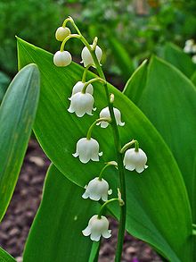 Nice wallpapers Lily Of The Valley 220x293px