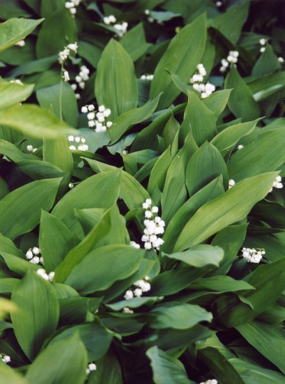 High Resolution Wallpaper | Lily Of The Valley 400x539 px