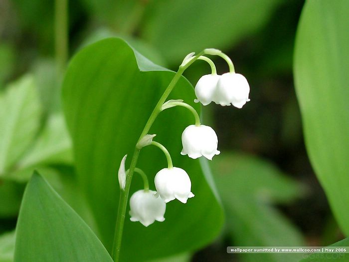 Nice Images Collection: Lily Of The Valley Desktop Wallpapers