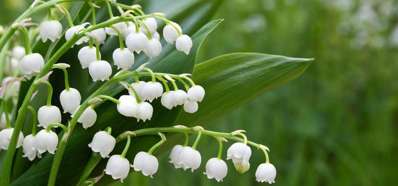 Amazing Lily Of The Valley Pictures & Backgrounds