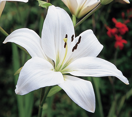Lily Backgrounds, Compatible - PC, Mobile, Gadgets| 425x375 px