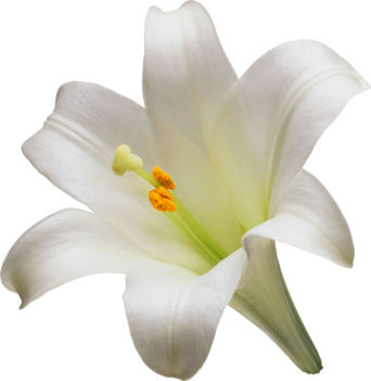 Lily Pics, Earth Collection