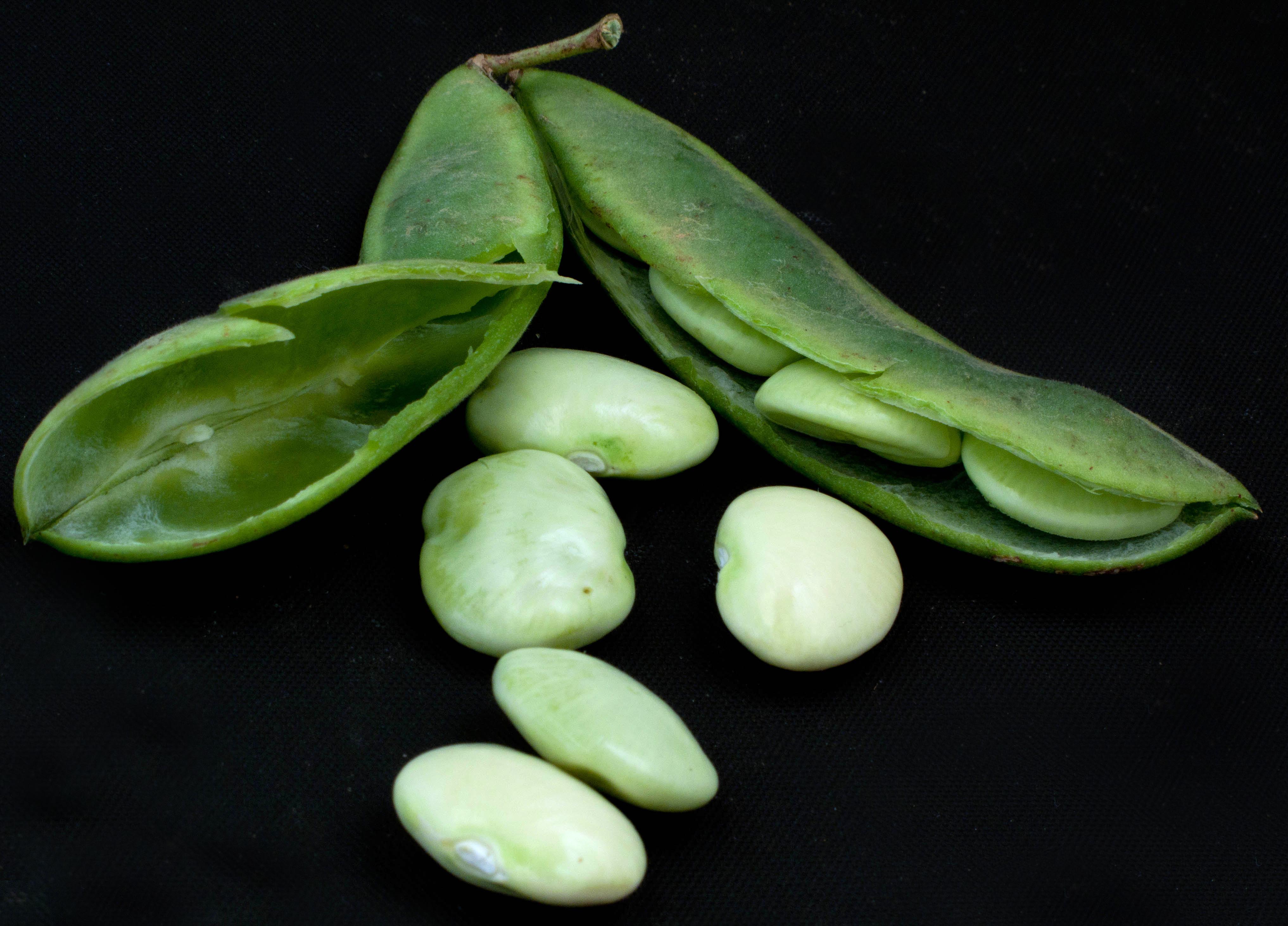 Lima Beans #21
