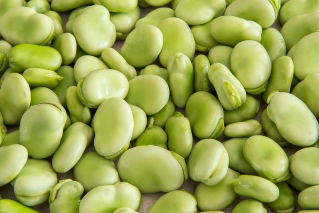 Lima Beans #14