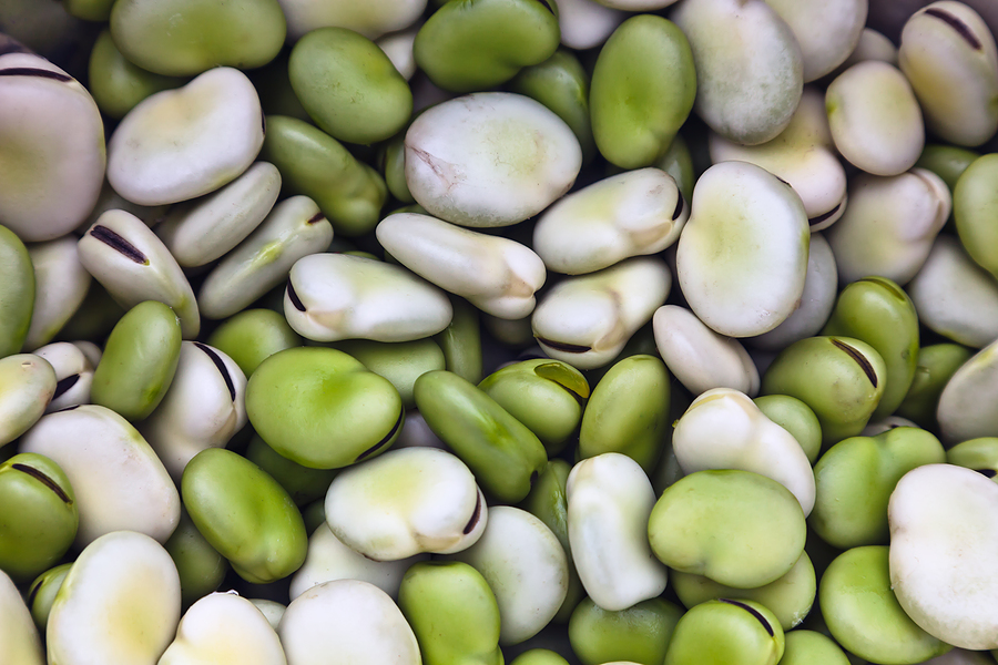 Lima Beans #1