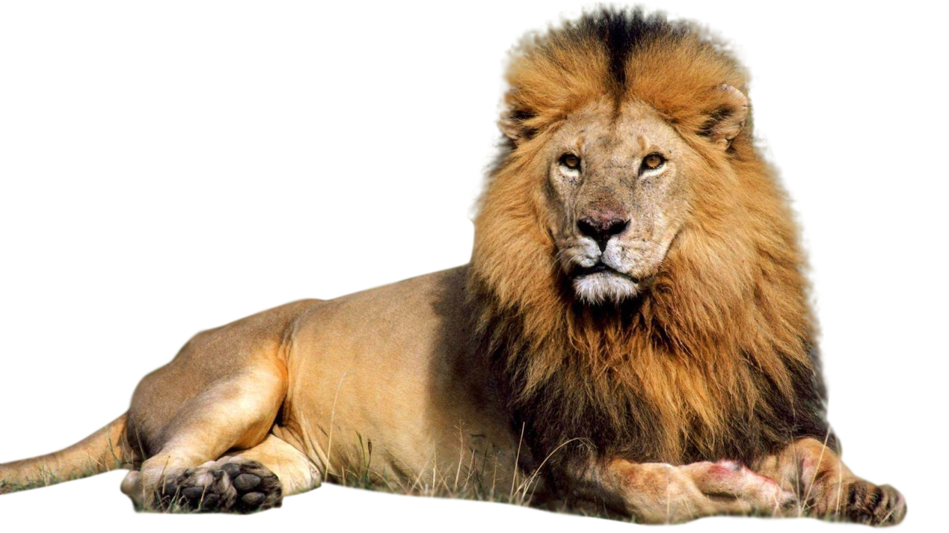 Lion High Quality Background on Wallpapers Vista