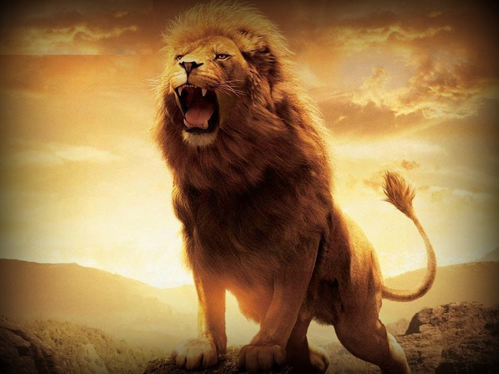 1024x768 > Lion HD wallpapers Wallpapers