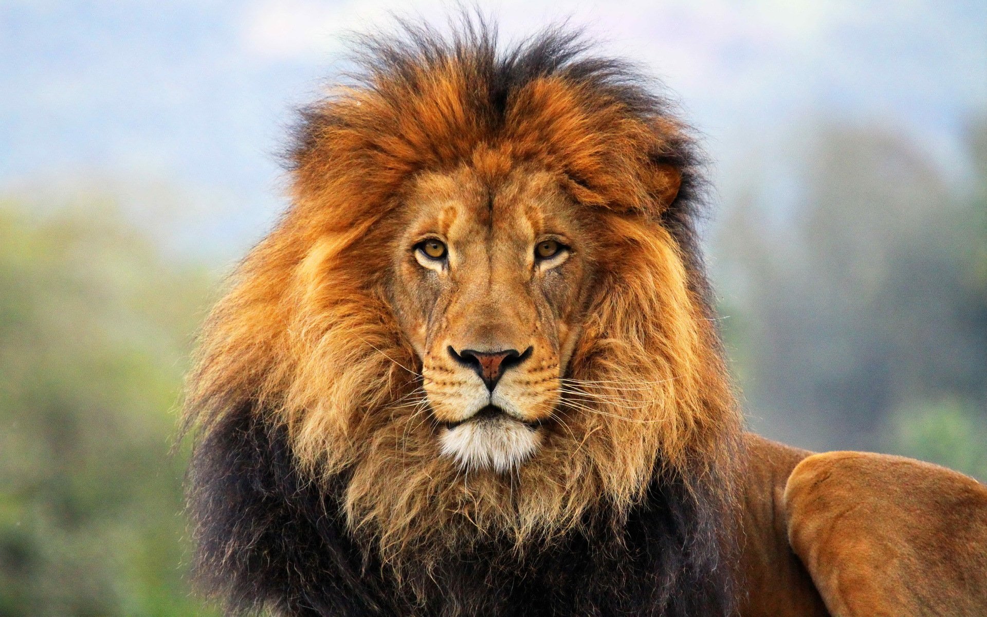 Lion HD wallpapers #8