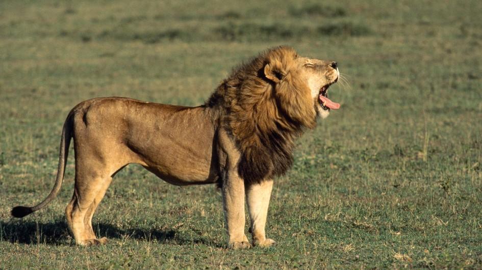 HD Quality Wallpaper | Collection: Animal, 945x531 Lion