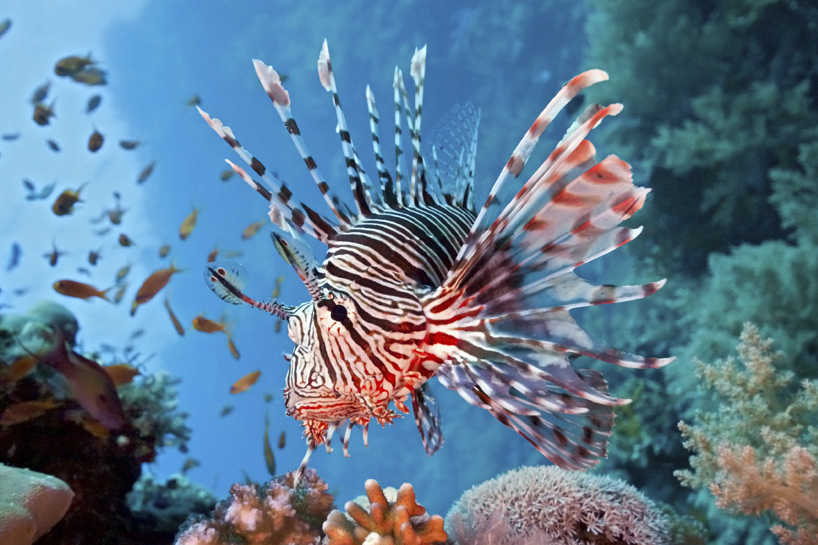 Lionfish High Quality Background on Wallpapers Vista