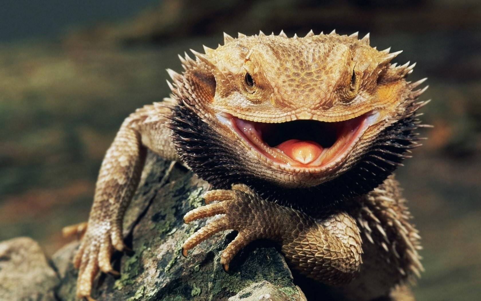 Amazing Lizard Pictures & Backgrounds