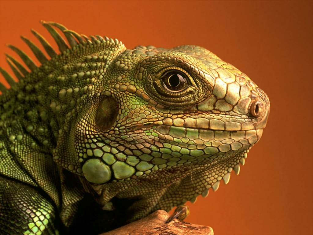 Images of Lizard | 1024x768