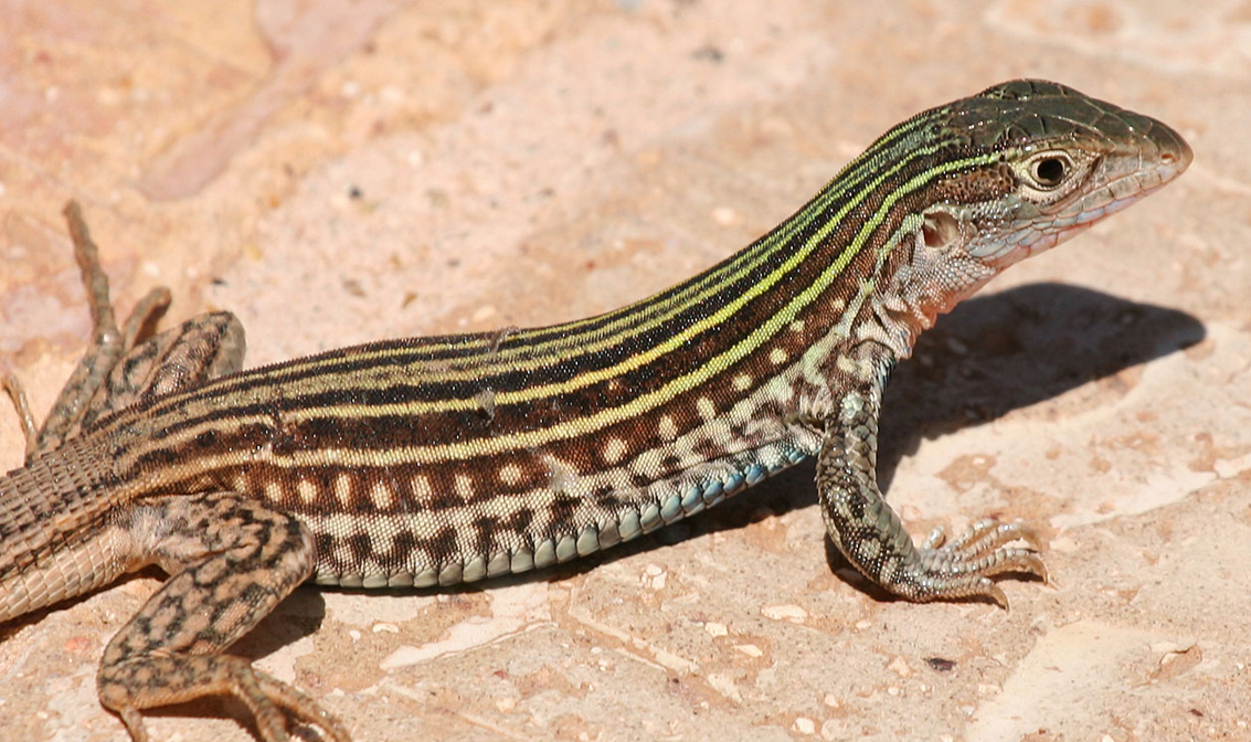 Images of Lizard | 1133x672