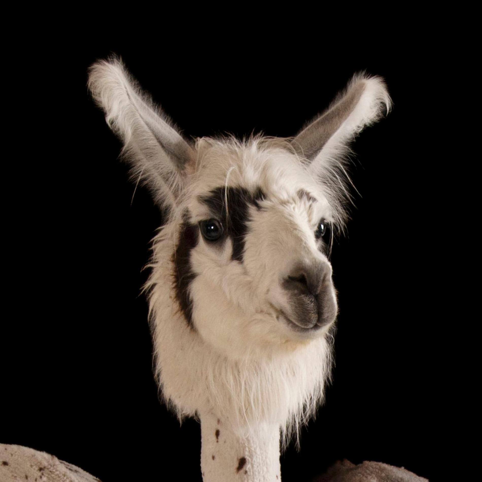 Llama High Quality Background on Wallpapers Vista