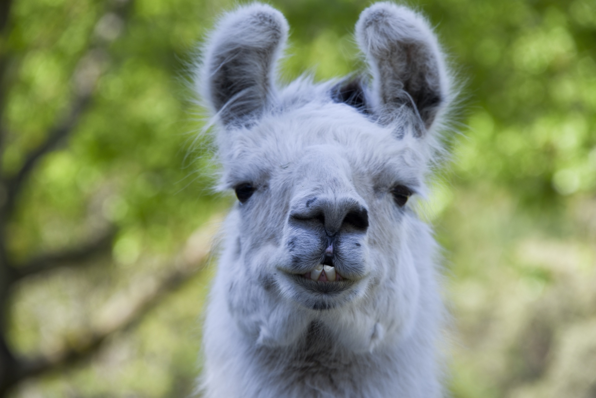 Llama Backgrounds on Wallpapers Vista