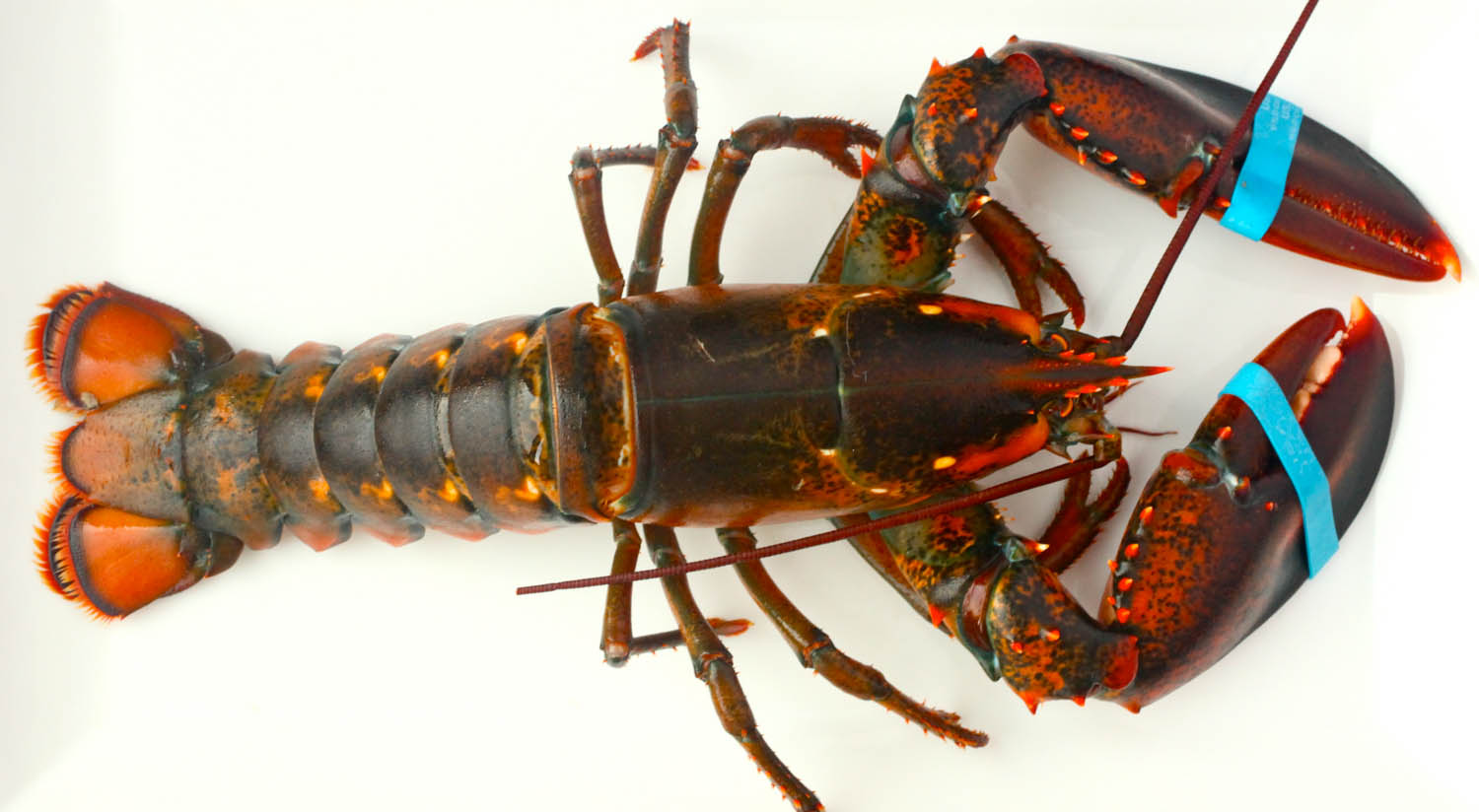 Lobster #1