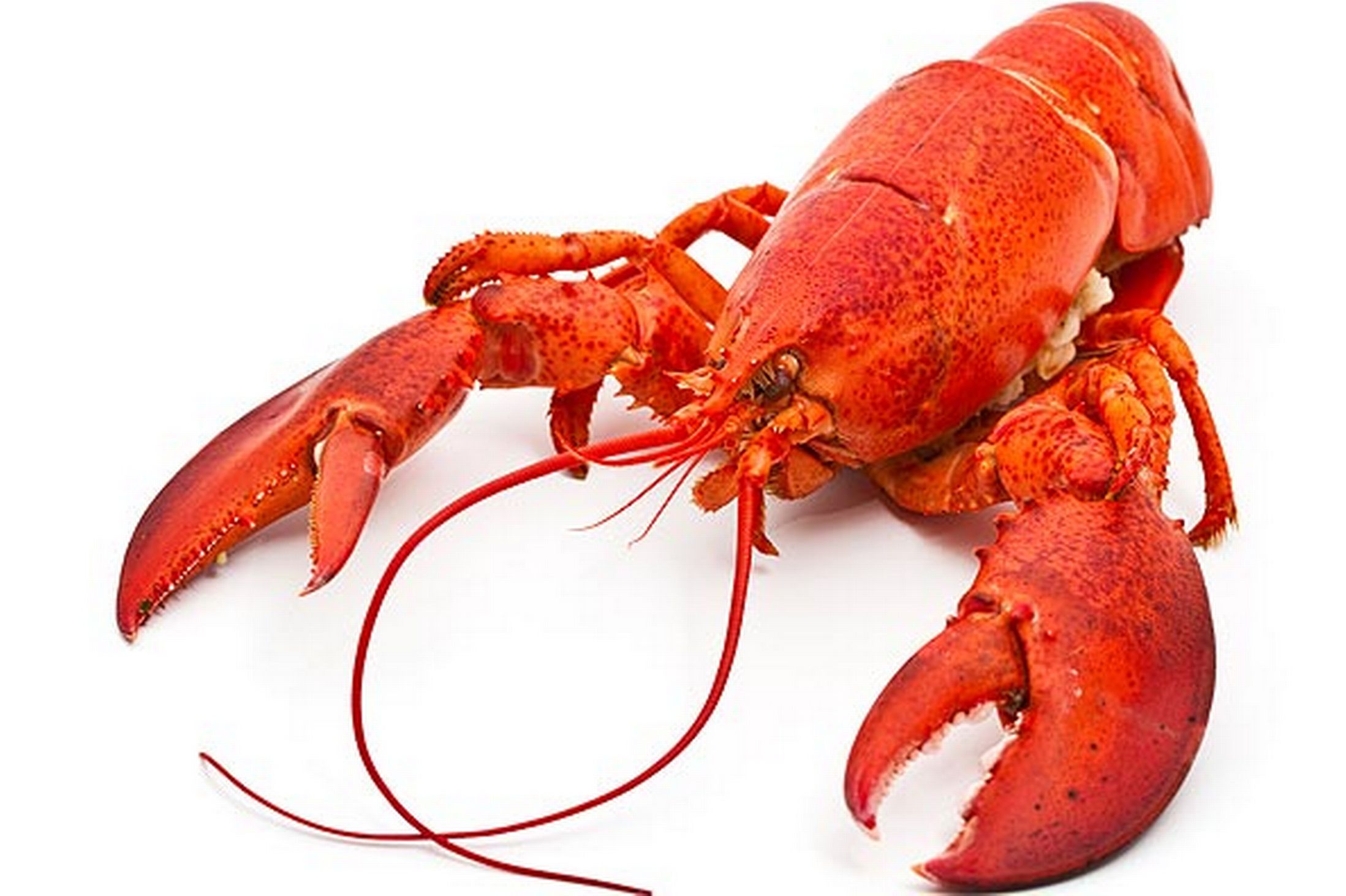 Lobster #2