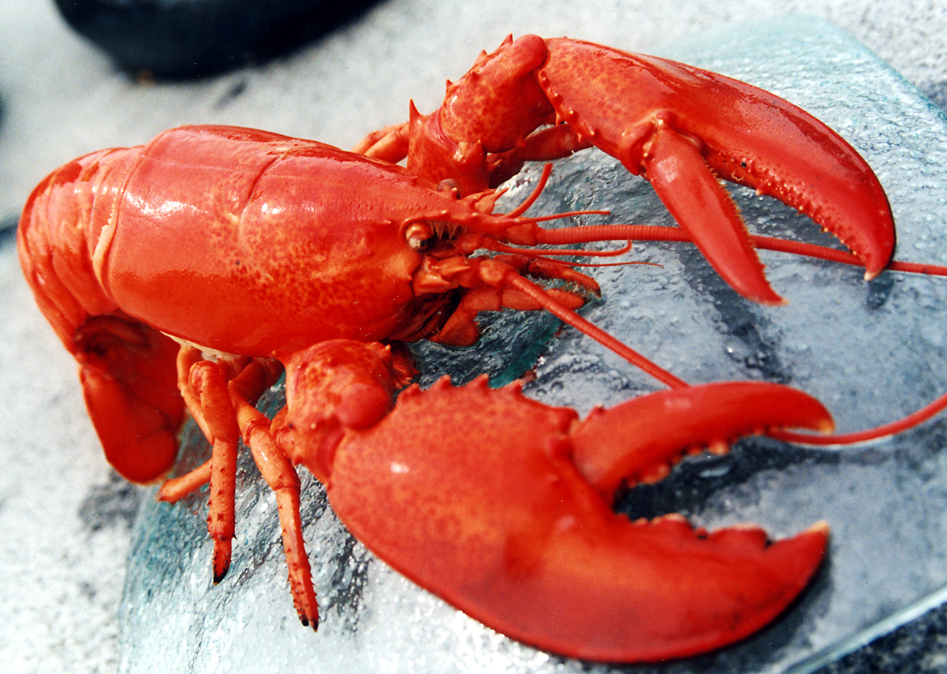 Lobster #7