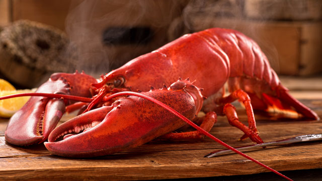 Lobster Backgrounds, Compatible - PC, Mobile, Gadgets| 640x360 px
