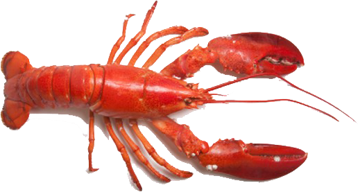 Lobster #24