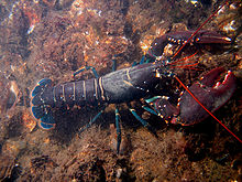 Lobster #11