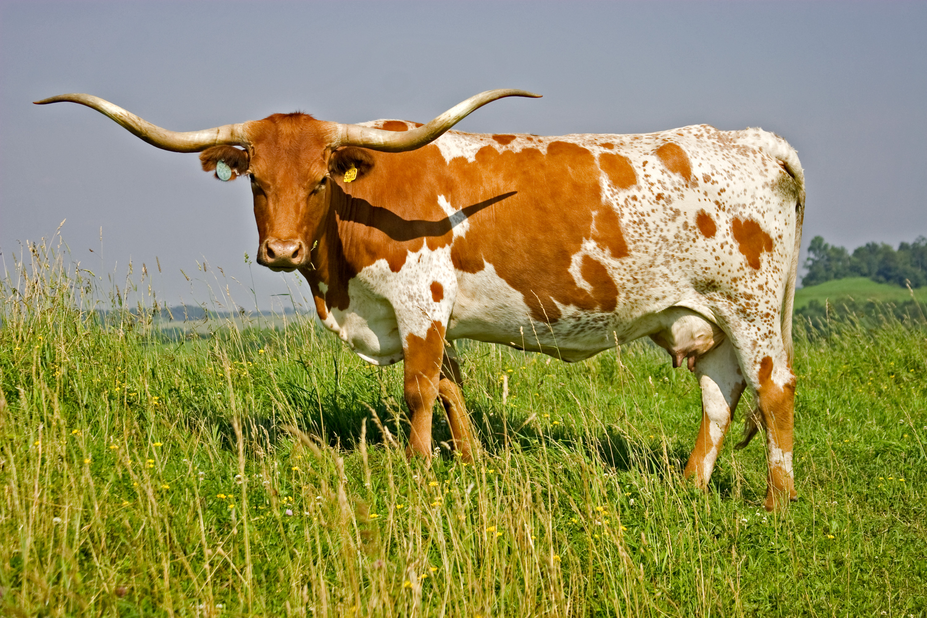 HQ Longhorn Cattle Wallpapers | File 2318.6Kb