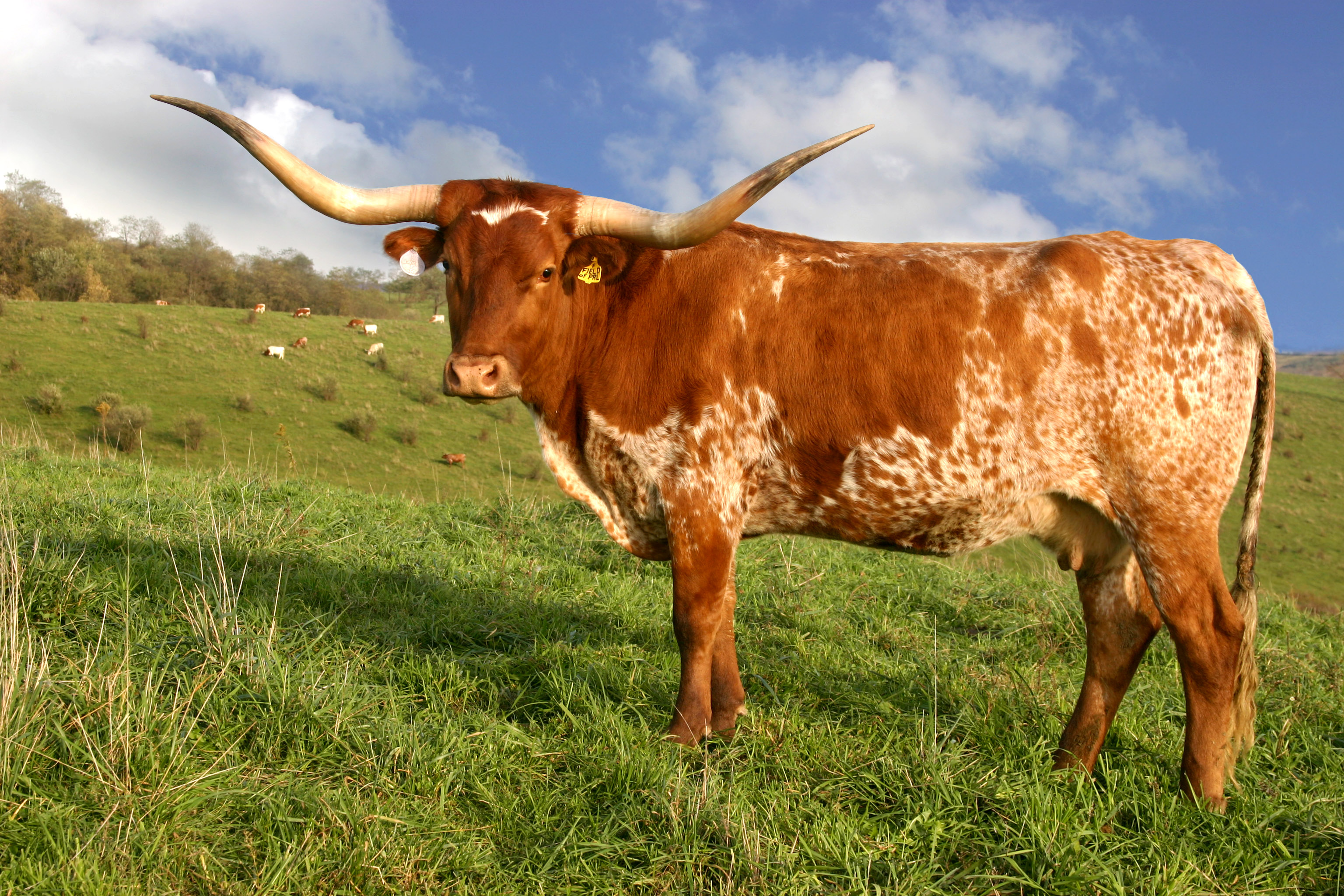 Amazing Longhorn Cattle Pictures & Backgrounds