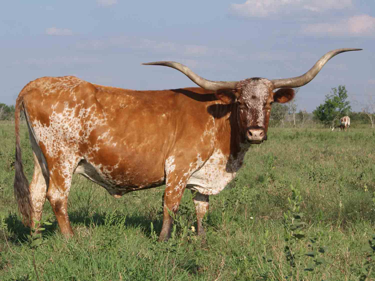 HD Quality Wallpaper | Collection: Animal, 1500x1125 Longhorn Cattle