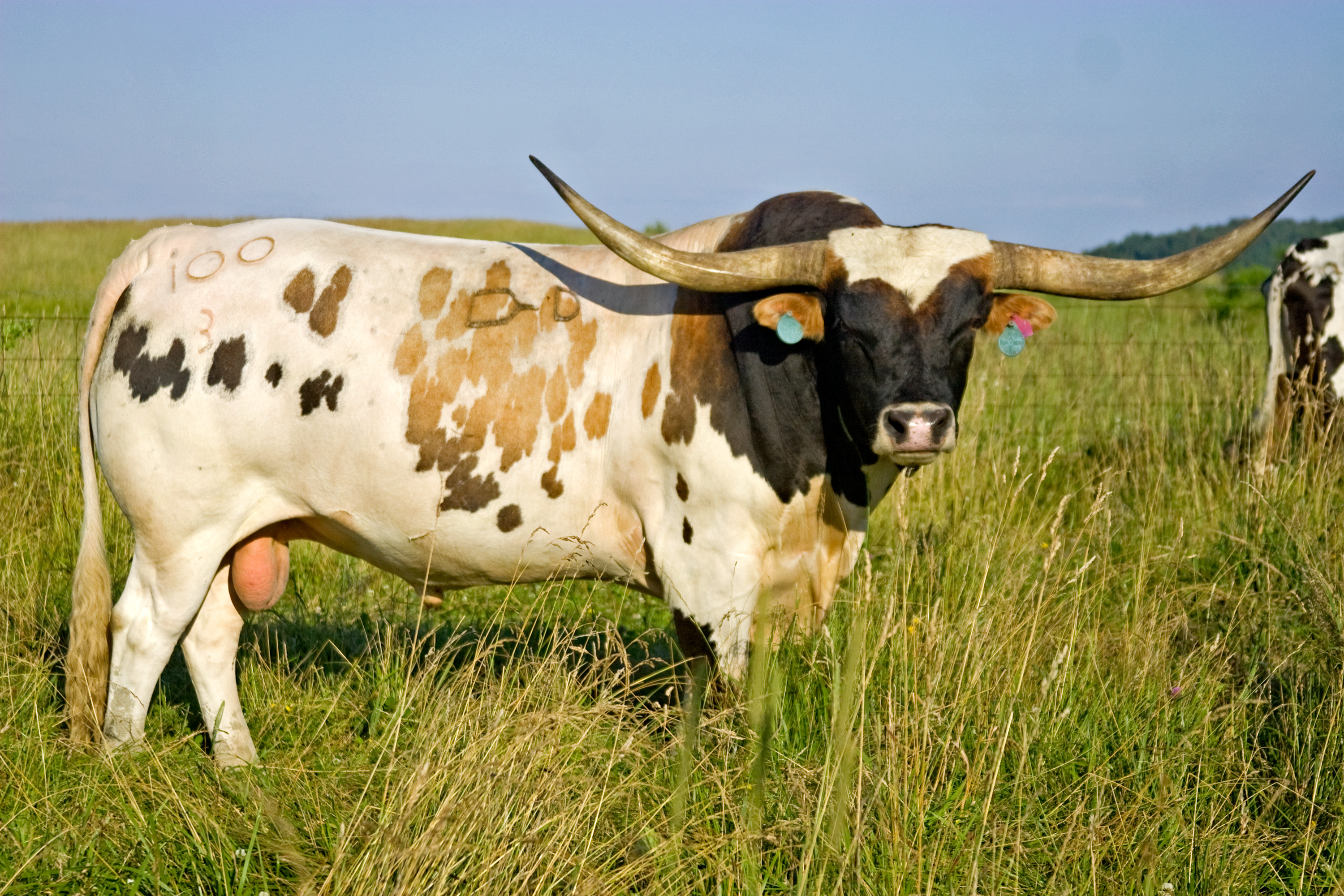 Nice Images Collection: Longhorn Cattle Desktop Wallpapers