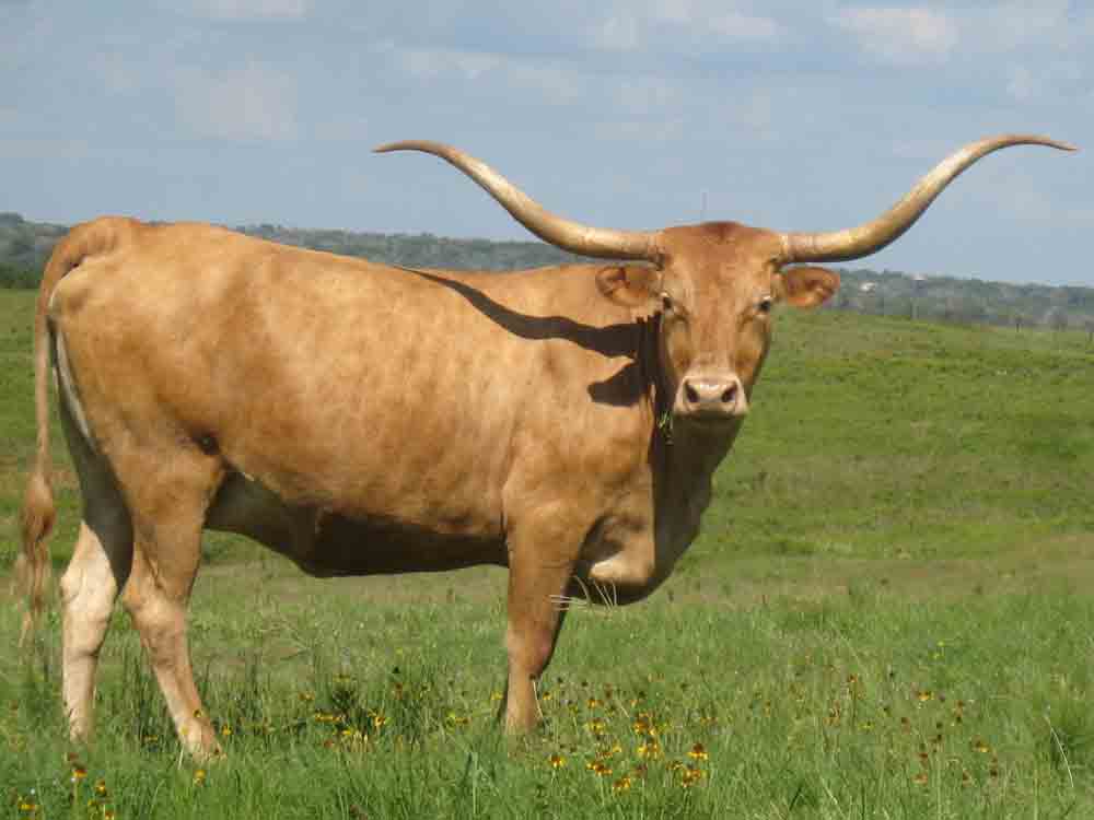 HD Quality Wallpaper | Collection: Animal, 1000x750 Longhorn Cattle