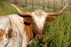 Nice Images Collection: Longhorn Cattle Desktop Wallpapers