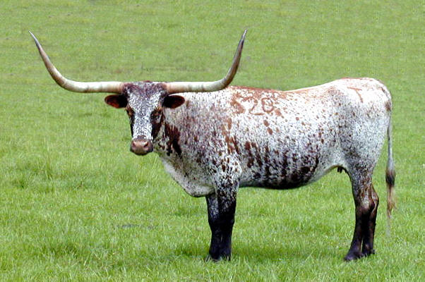 HQ Longhorn Cattle Wallpapers | File 60.43Kb