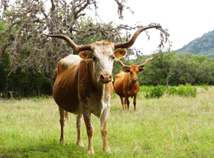 Longhorn Cattle Backgrounds, Compatible - PC, Mobile, Gadgets| 300x222 px