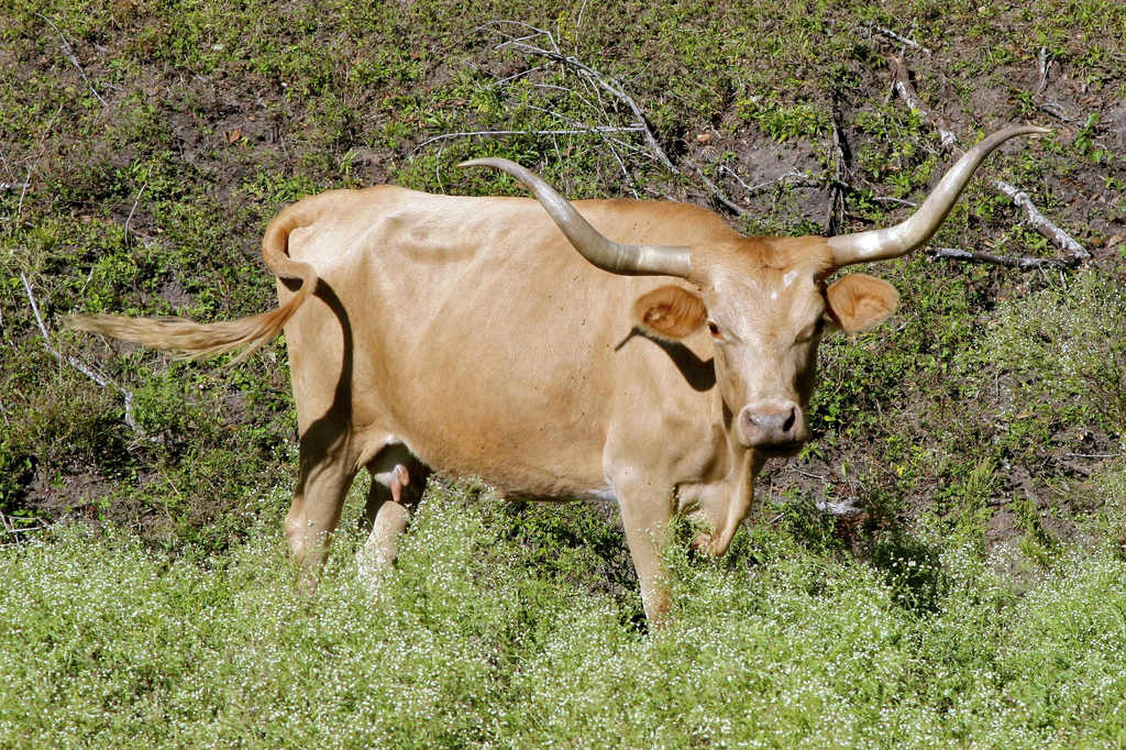 1024x682 > Longhorn Cattle Wallpapers