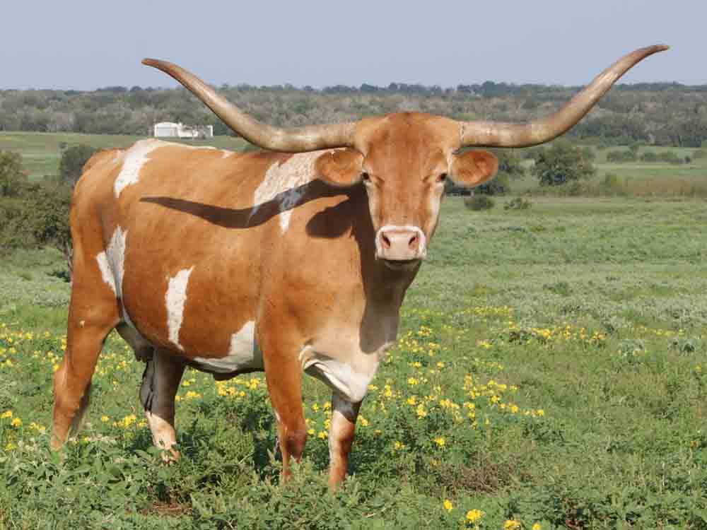 HQ Longhorn Cattle Wallpapers | File 62.86Kb