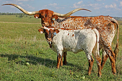 Longhorn Cattle Backgrounds, Compatible - PC, Mobile, Gadgets| 400x268 px