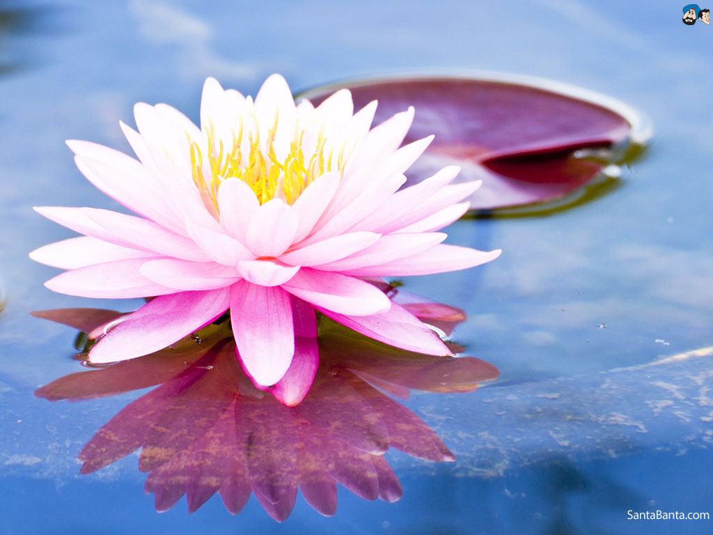 Amazing Lotus Pictures & Backgrounds