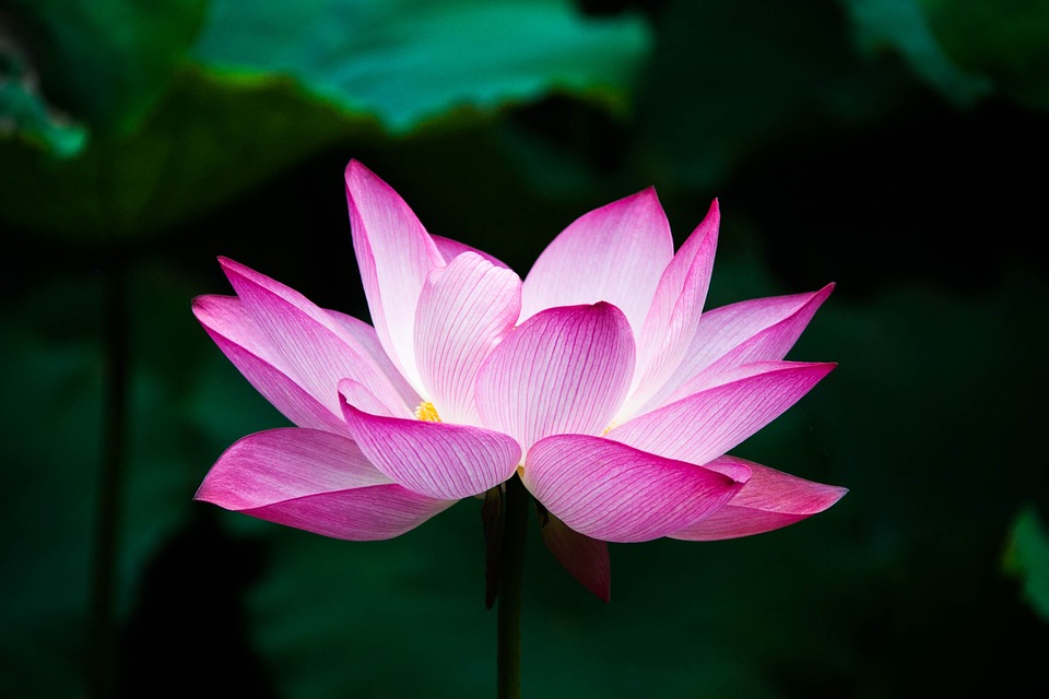 Images of Lotus | 960x640