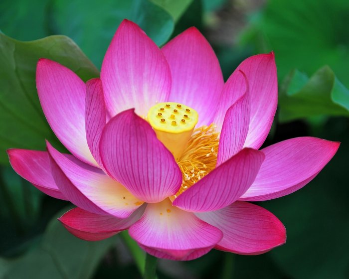 Lotus Backgrounds on Wallpapers Vista