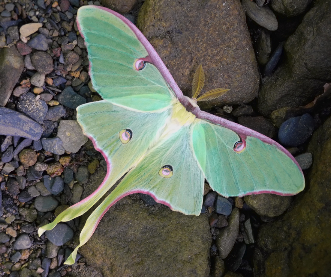 Amazing Luna Moth Pictures & Backgrounds. 