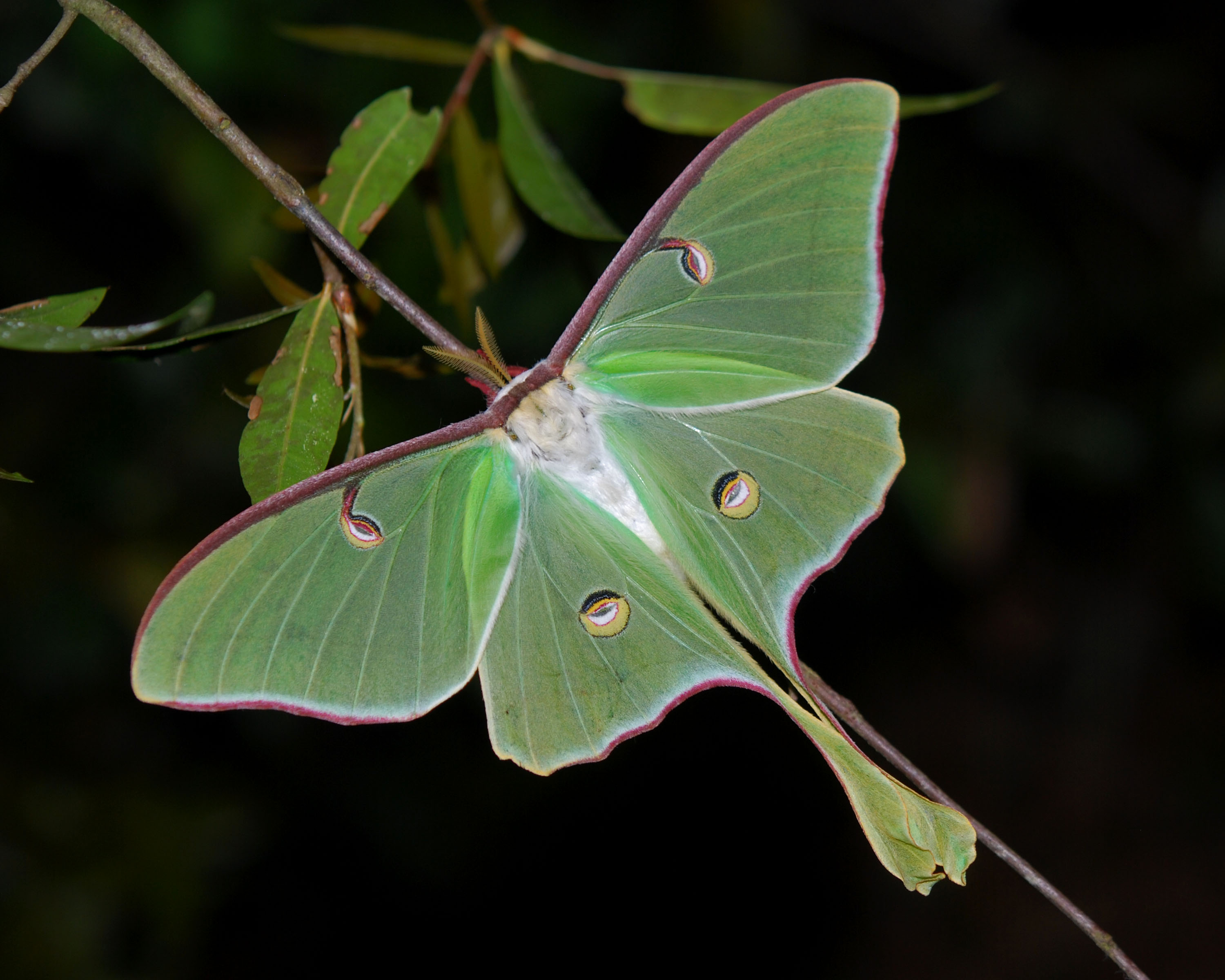 Amazing Luna Moth Pictures & Backgrounds