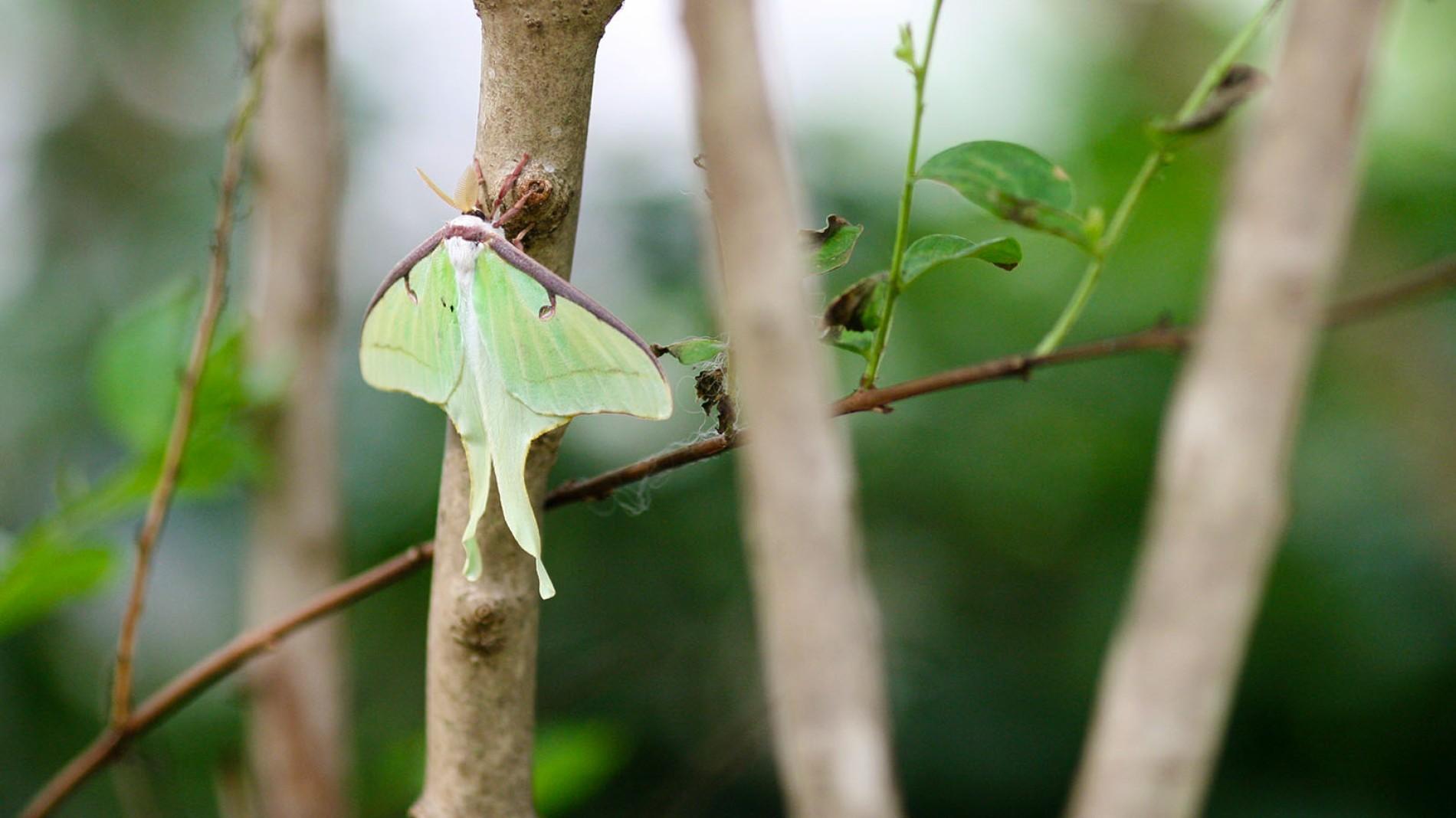Luna Moth High Quality Background on Wallpapers Vista
