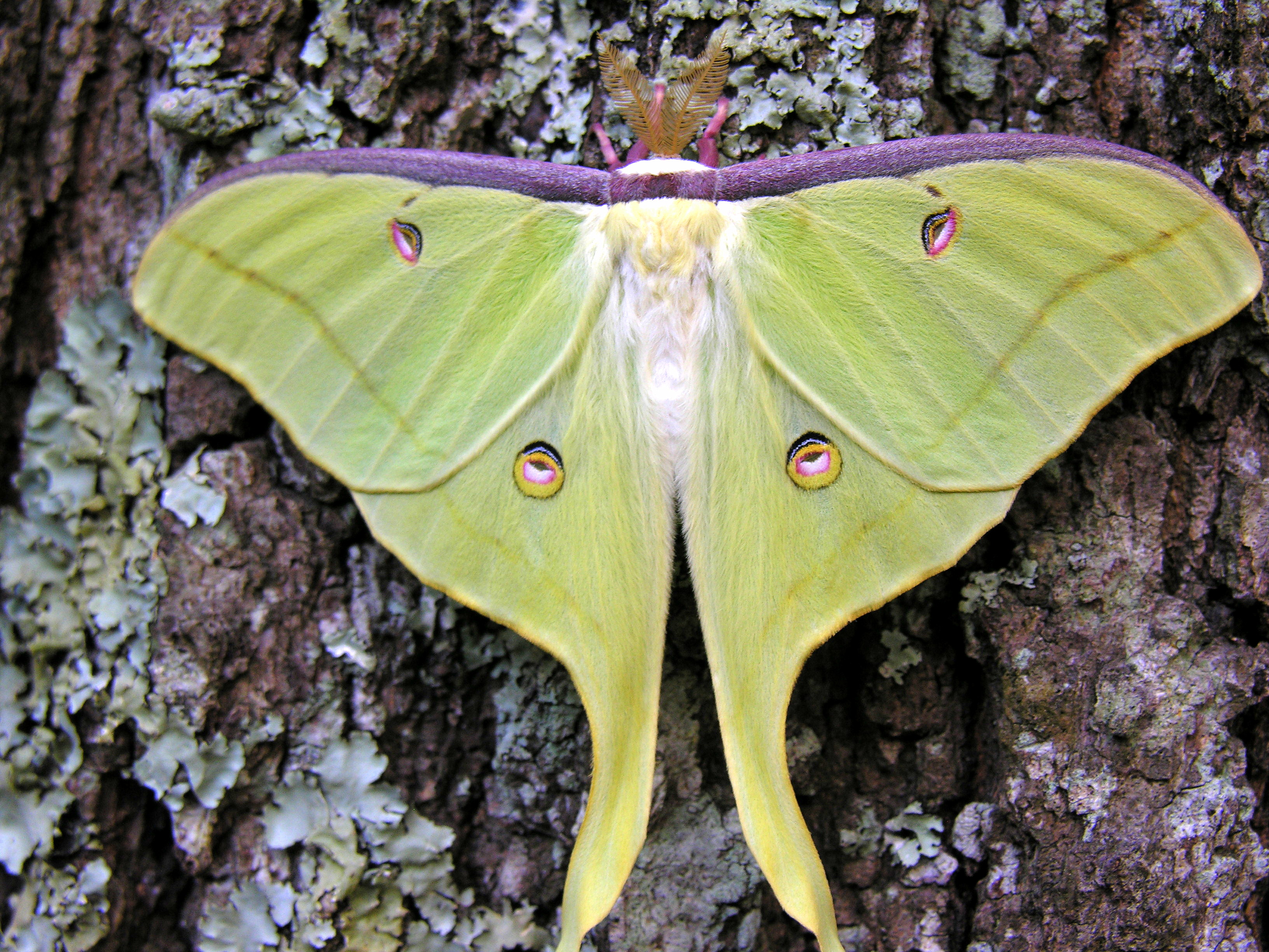 Luna Moth #19