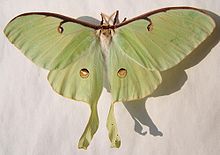 Luna Moth #17