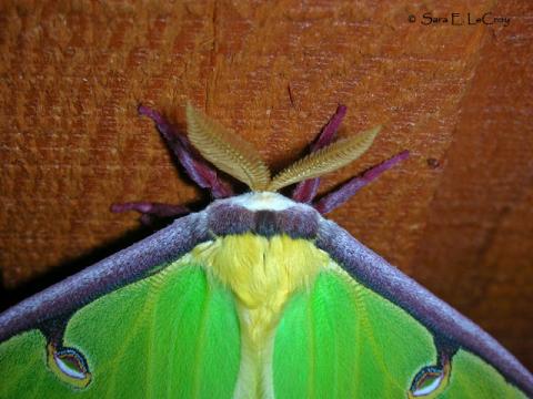 Luna Moth #13