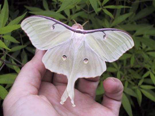 Luna Moth #6