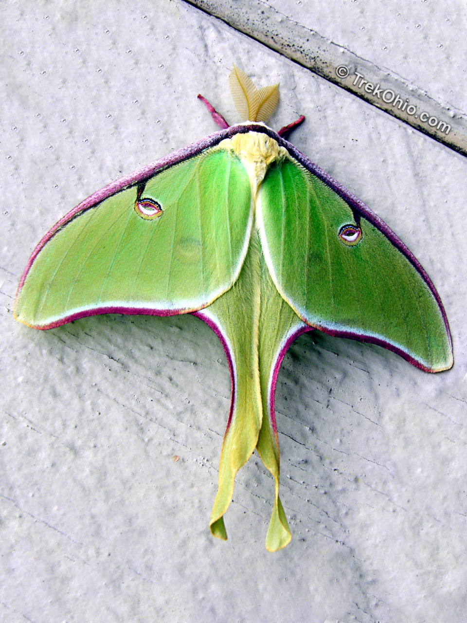 Luna Moth #1