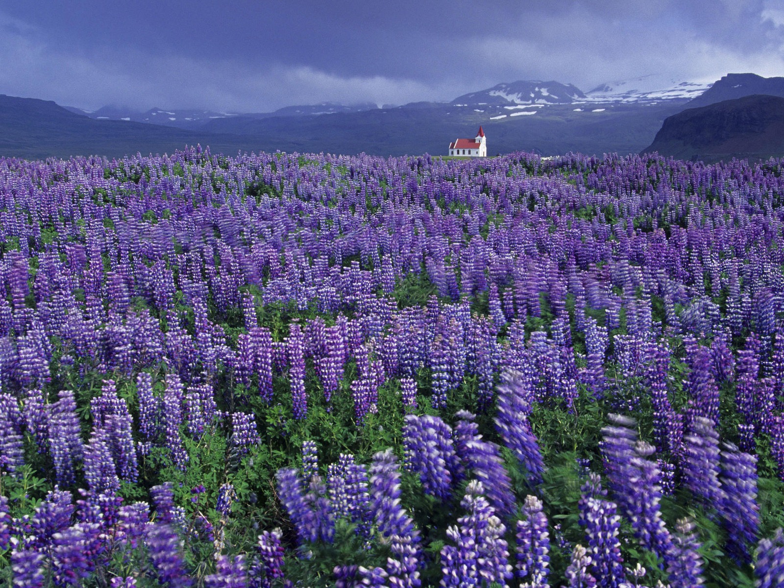 Lupine High Quality Background on Wallpapers Vista