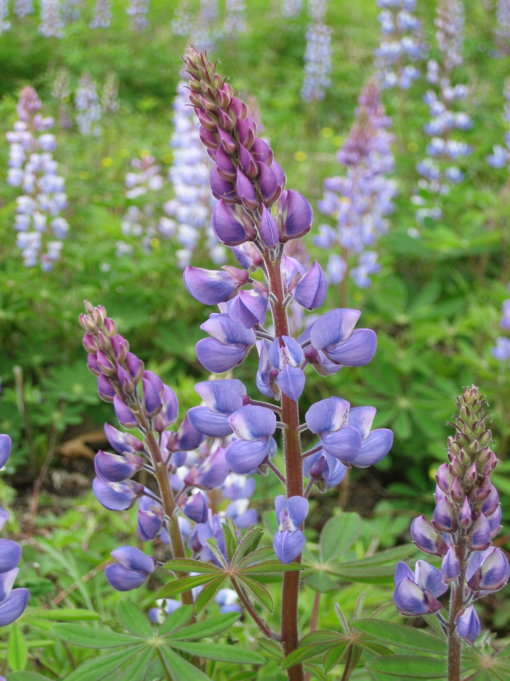Amazing Lupine Pictures & Backgrounds