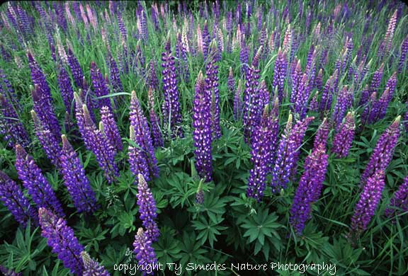 HD Quality Wallpaper | Collection: Earth, 576x390 Lupine